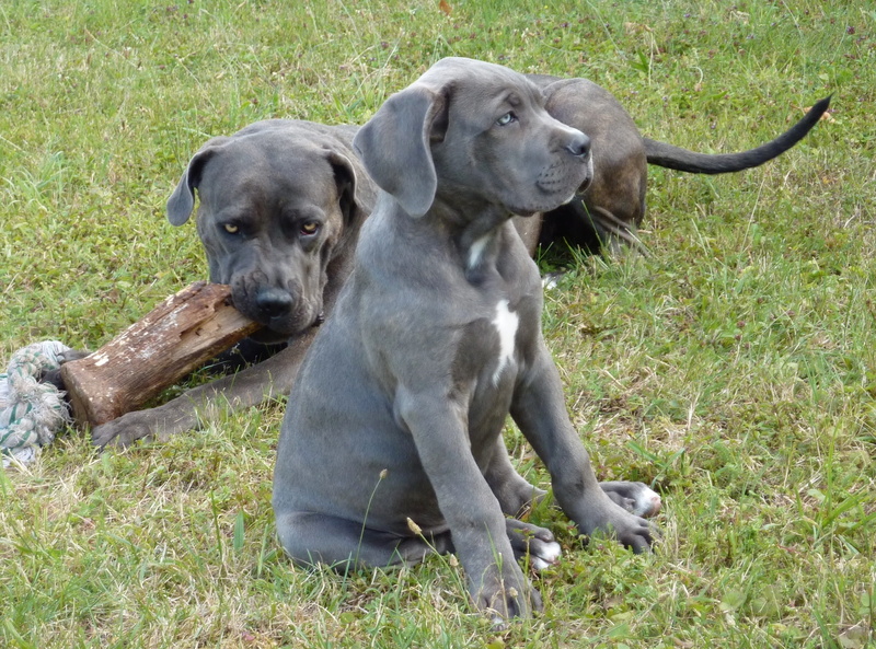 weimaraner, the big dogs, nature, one animal, land, plant, dogs, animal, canine, dog, relaxation, animal themes, vertebrate, grass, beautiful, day, 2K