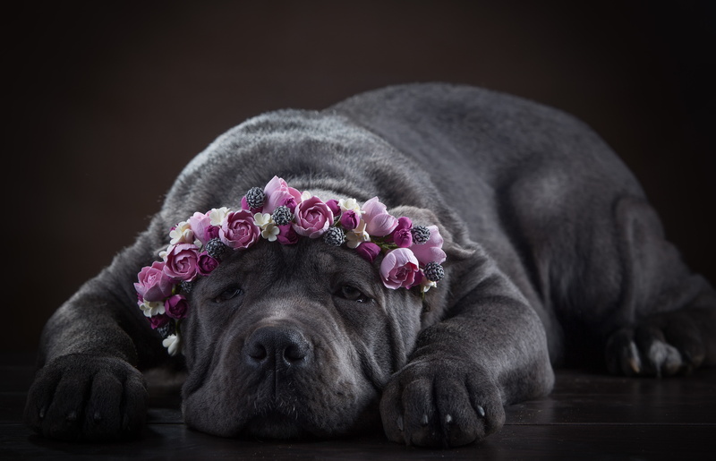 face, flowers, dog, 5K, wreath, Cane Corso