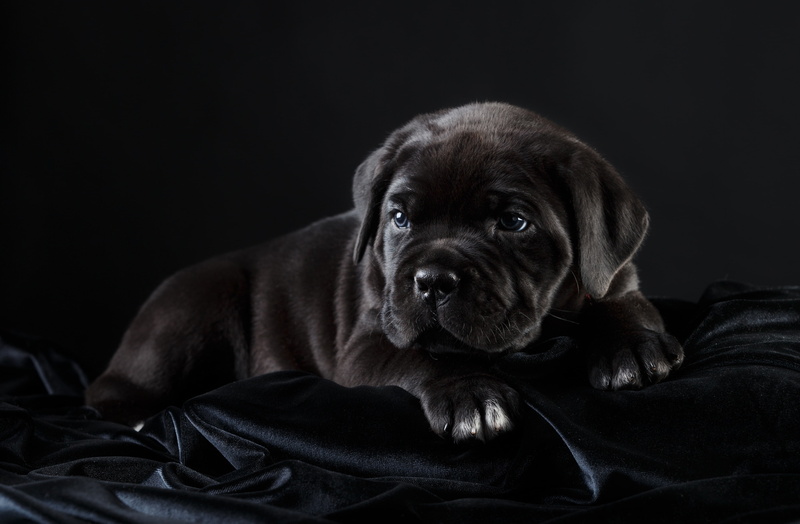 black, cane Corso, puppy, 2K