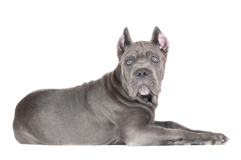 animal head, no People, studio Shot, white, cane Corso, looking, american Staffordshire Terrier, looking at camera, young Animal, bulldog, copy space, purebred Dog