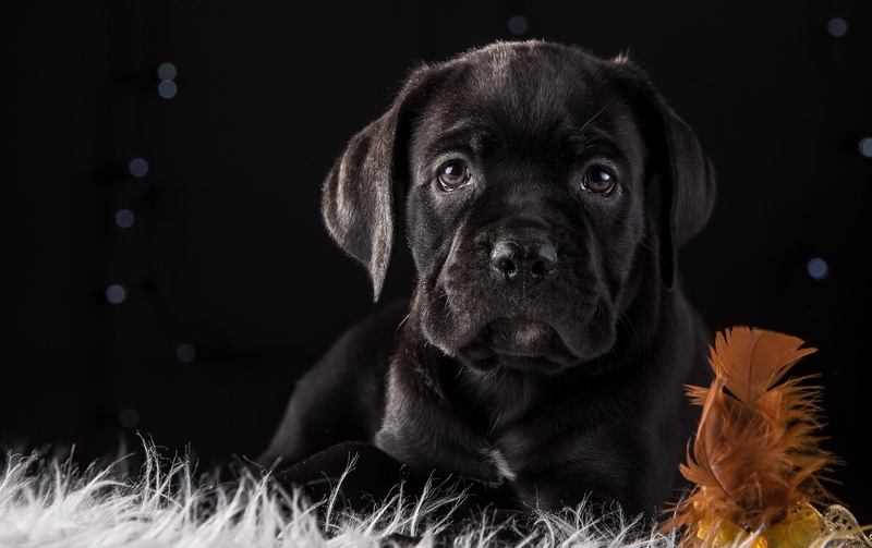 black, breed, cane Corso, 2K, puppy, pen