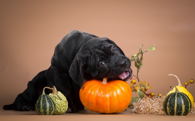 pumpkin, cane Corso, nibbles, naughty, black, puppy, 2K