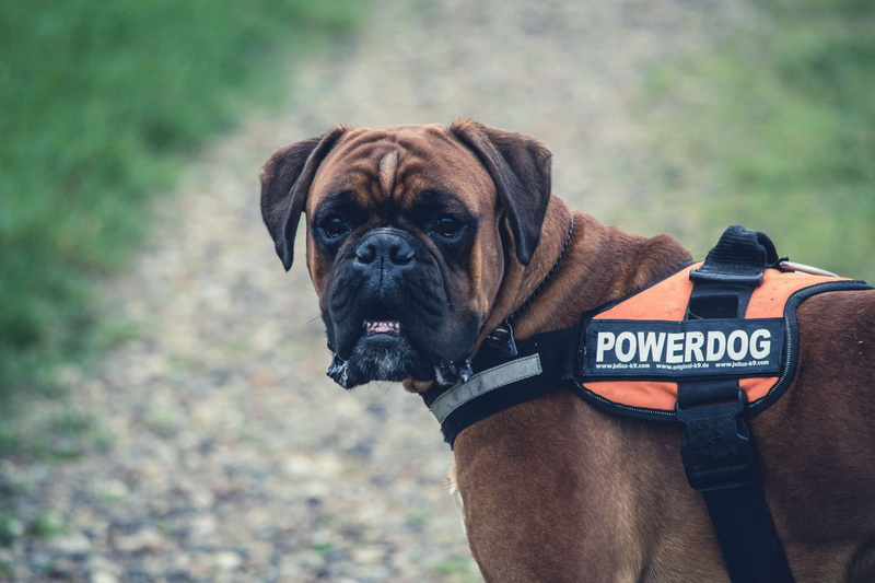 pet, cane corso, text, canine, male, one animal, domestic, mammal, brown, portrait, corso, vertebrate, pets, collar, 4K, park, animal body part, pet collar
