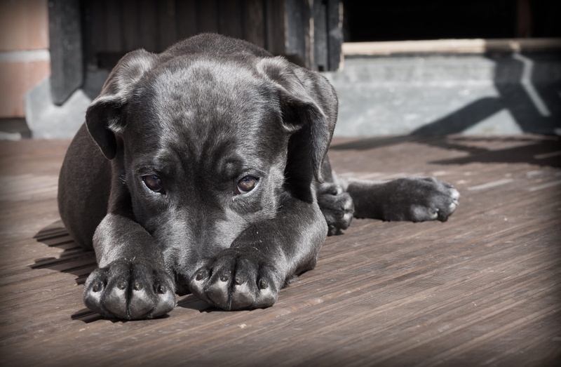 dog, vertebrate, animal themes, close-up, portrait, focus on foreground, looking at camera, indoors, wood - material, american, cane corso, 2K, brown