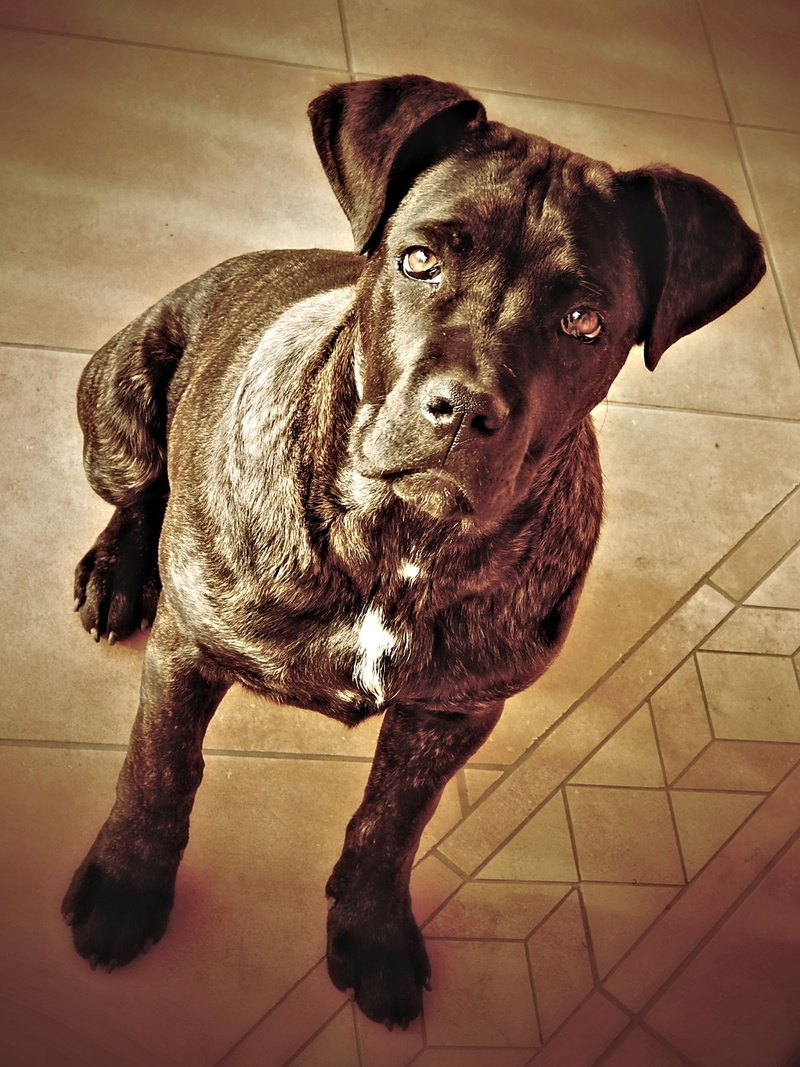 sepia, 1080P, dog, Cane Corso
