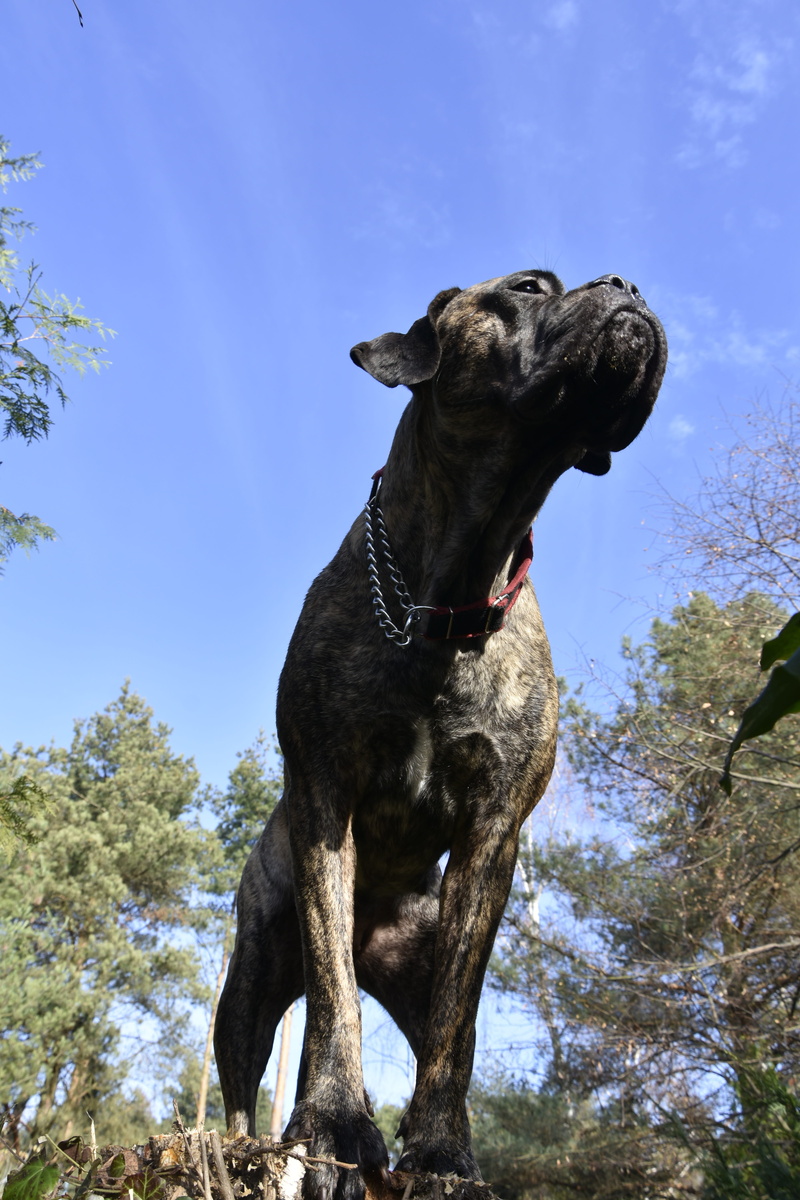 no people, domestic animals, 5K, animal, looking, mouth open, animal themes, pets, day, plant, low angle view, canine, mastiff, sky, black color, cane corso