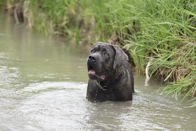 domestic animals, dog, outdoors, animal themes, 5K, mastiff, one animal, no people, animal, domestic, focus on foreground, labrador retriever, nature