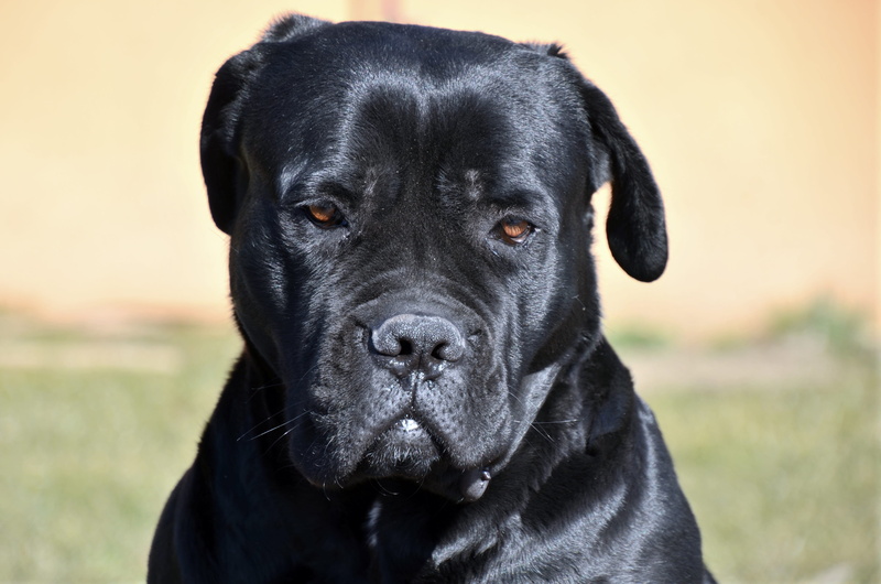 animal body part, focus on foreground, dog, vertebrate, animal head, looking at camera, black, domestic animals, 4K, close-up, dark, labrador retriever