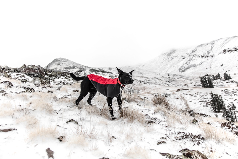 adult, black, mammal, domestic animals, snowcapped mountain, domestic, ruffwear, animal wildlife, k9, 8K, scenics - nature, animal themes, cane, landscape
