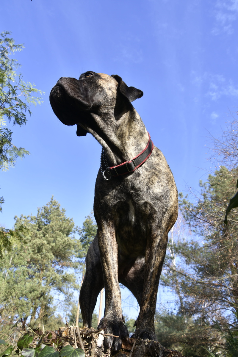 dog, animals, low angle view, sky, pet collar, vertebrate, domestic, mouth open, animal themes, 5K, one animal, animal, looking, canine, canecorso, tree