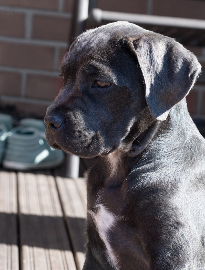 domestic animals, vertebrate, animal body part, animal head, 2K, puppy, dog, focus on foreground, animal themes, day, one animal, domestic, looking, cane corso