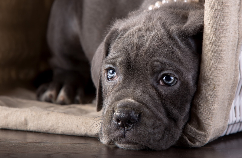 look, cane Corso, face, 2K, puppy