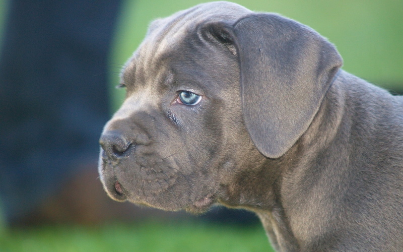 1080P, dog, puppy, face, Cane Corso