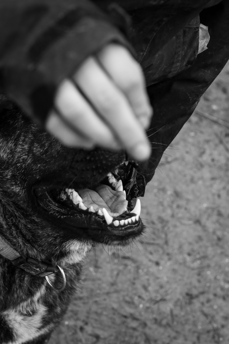 domestic, negative emotion, lip, straßenhund, close-up, vertebrate, hund, streetdog, canine, one animal, rescue, doggo, adopt, animal mouth, cane corso