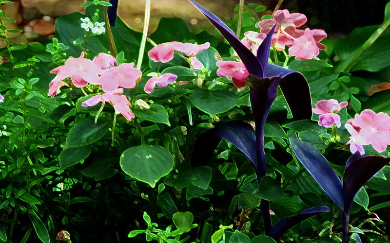 flowers, purple, pink, summer, spring, 1080P, 3d and abstract, plants, cane