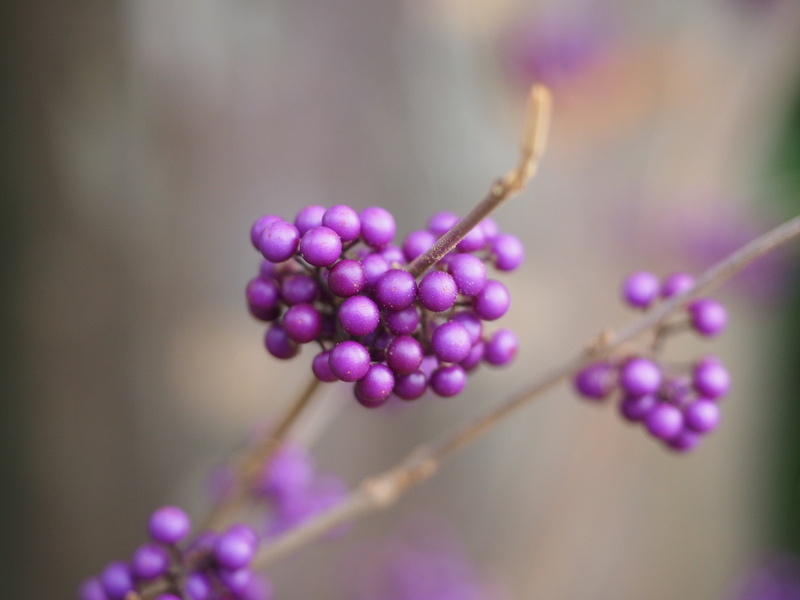 beautiful fruit, lamiaceae, no people, focus on foreground, 4K, nature, natural condition, beauty in nature, twig, plant, ornamental plant, freshness