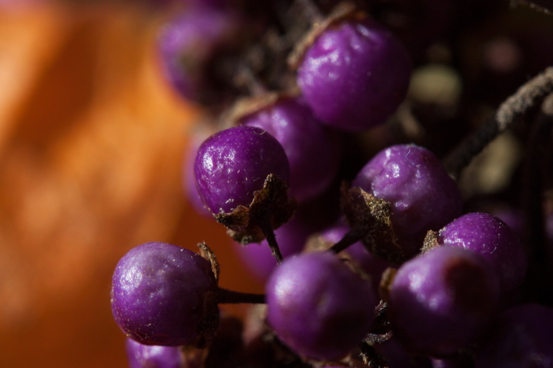callicarpa bodinieri, vegetable, floristry, flora, closeup, agriculture, purple, luminous fruits, outdoors, pro fusion, glaive, nonpareils, lilac blue