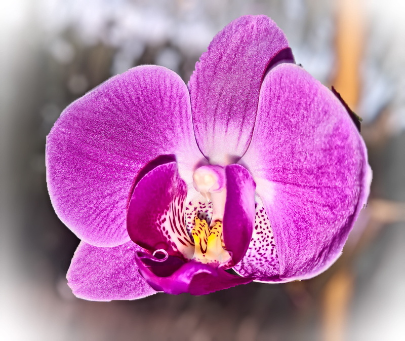 beautiful, day, exotic, open flower, nature, fragility, close-up, focus on foreground, freshness, growth, close up, flower head, pollen, glaive, beauty in nature