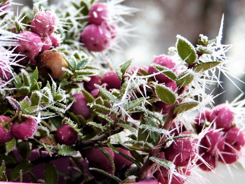 die, glaive, fruit, flowering plant, cold temperature, mourning, day, coral berry, ice, all saints, pink, bush, flower head, death, hoarfrost, beauty, no people