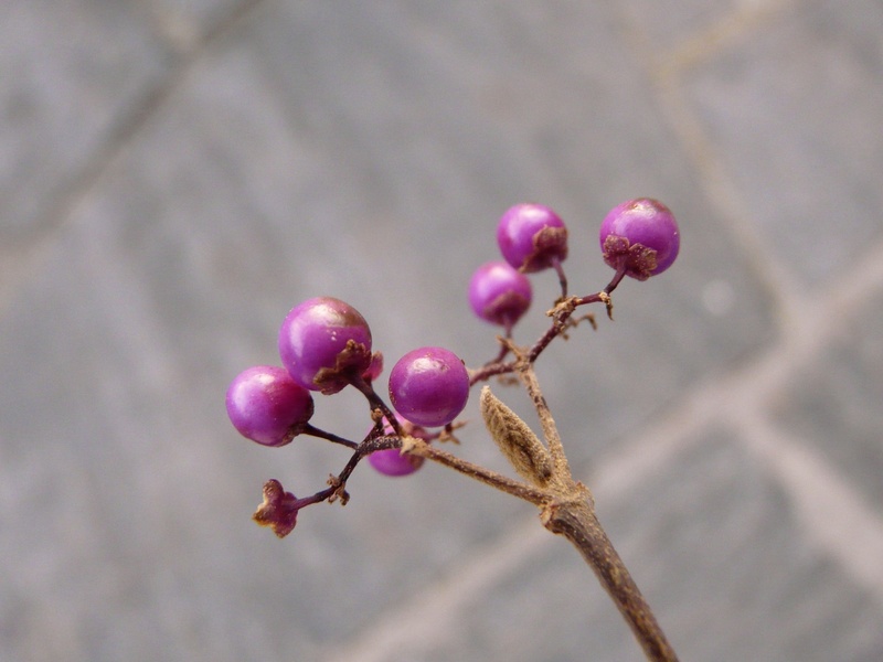 food and drink, no people, freshness, 2K, sprinkles shrub, pink color, selective focus, twig, luminous fruits, outdoors, purple schönfrucht, red, pro fusion