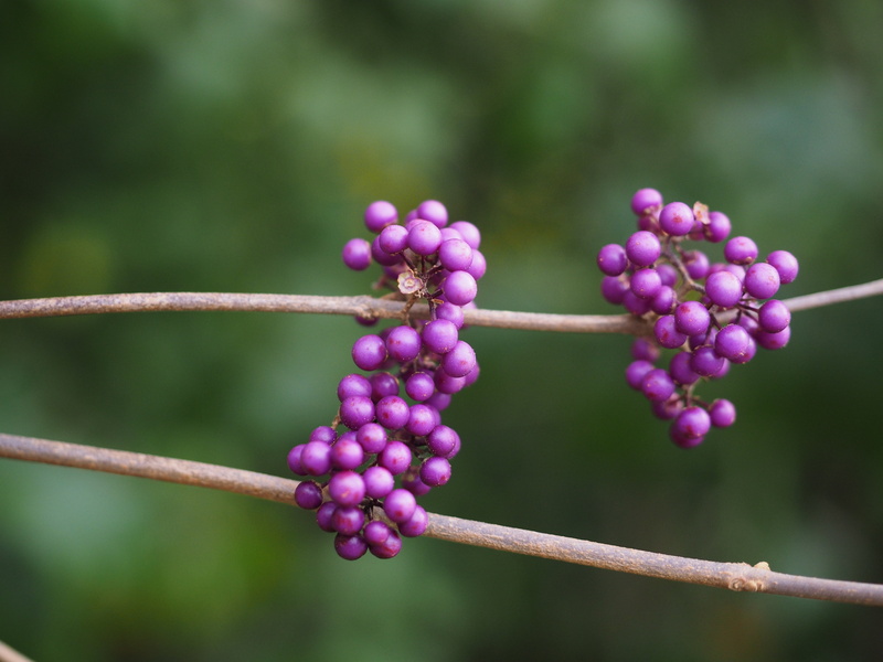healthy eating, fragility, vulnerability, ornamental plant, glaive, plant stem, outdoors, plant, sprinkles shrub, day, flower, giraldii, freshness, no people