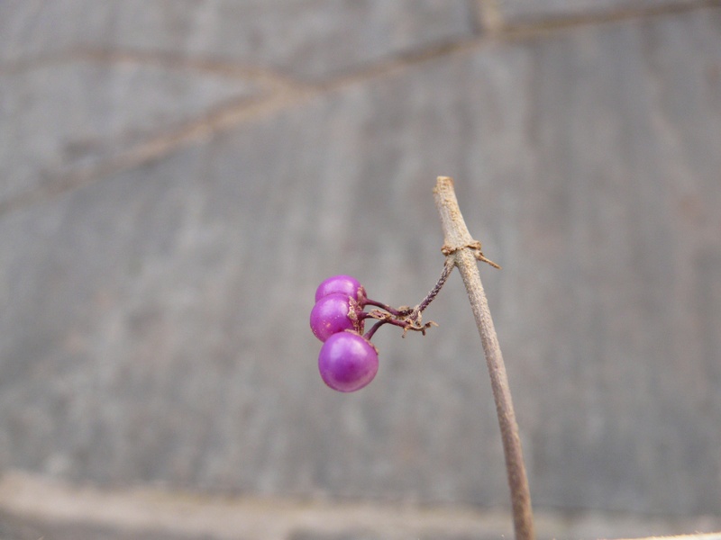 plant, lamiaceae, luminous fruits, pink color, bud, chinese schönfrucht, freshness, fragility, vulnerability, ornamental plant, lilac blue, glaive, park plant
