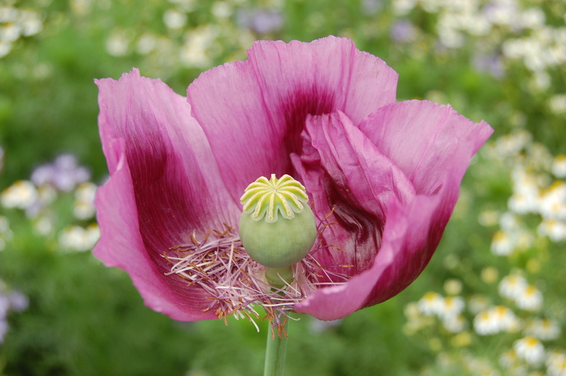 flowering plant, outdoors, glaive, inflorescence, flower, no people, focus on foreground, poppy, purple, pink blossoms, growth, vulnerability, nature, beauty in nature