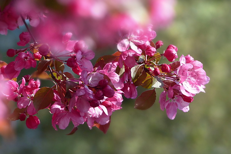freshness, glaive, sun, tree, pollen, pink color, branch, close-up, growth, 2K, fragility, cherry, bloom, animal wildlife, no people, flowering plant