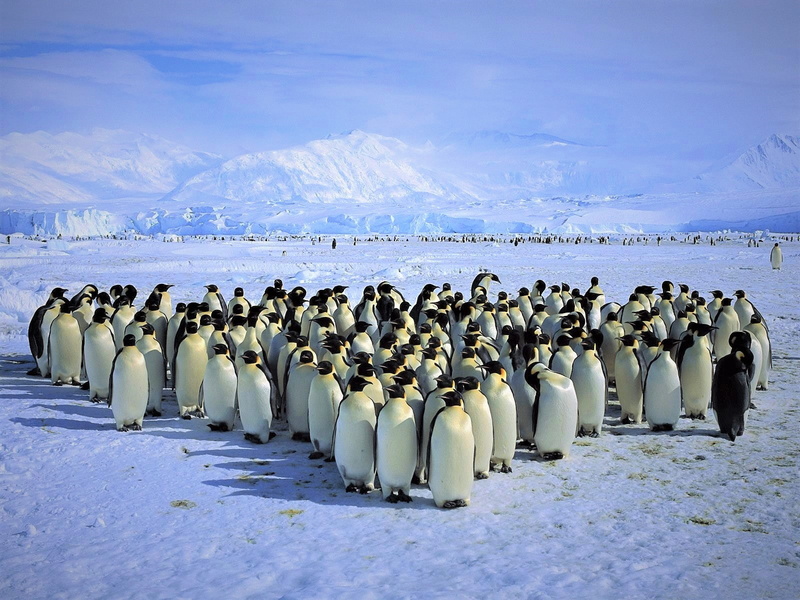 antarctica, animal, ice, snow, penguin, 720P, mountain, king