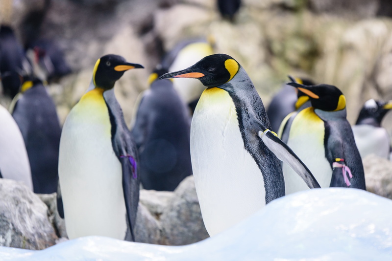 animal wildlife, winter, 4K, beak, no people, solid, seagull, animal themes, sea lion, sea life, large group of animals, ice, zoo, group of animals, king penguins