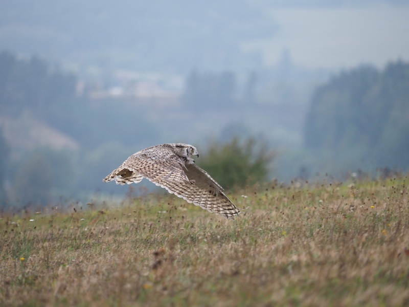 owl, selective focus, nature, wings, full length, outdoors, day, no people, animal, mid-air, flight, feather, falcon - bird, motion, animal wildlife, sabertooth tiger
