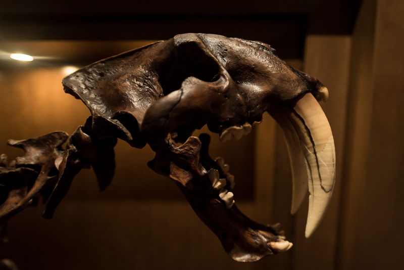 still life, animal skull, representation, animal, art, animal themes, focus on foreground, animal skeleton, tooth, old, fossil, saber, skeleton, animal body part