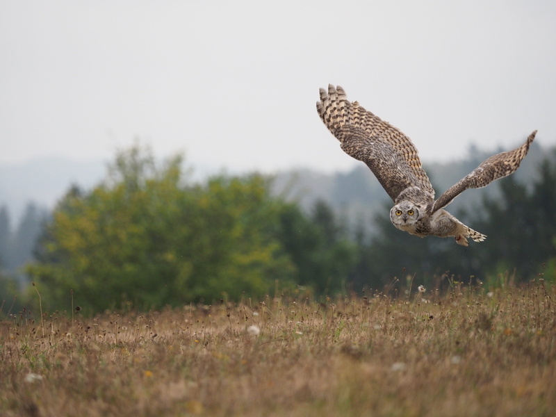 animal, outdoors, sabertooth tiger, animals in the wild, predator, spread wings, feather, one animal, beak, motion, flying, wings, full length, animal themes