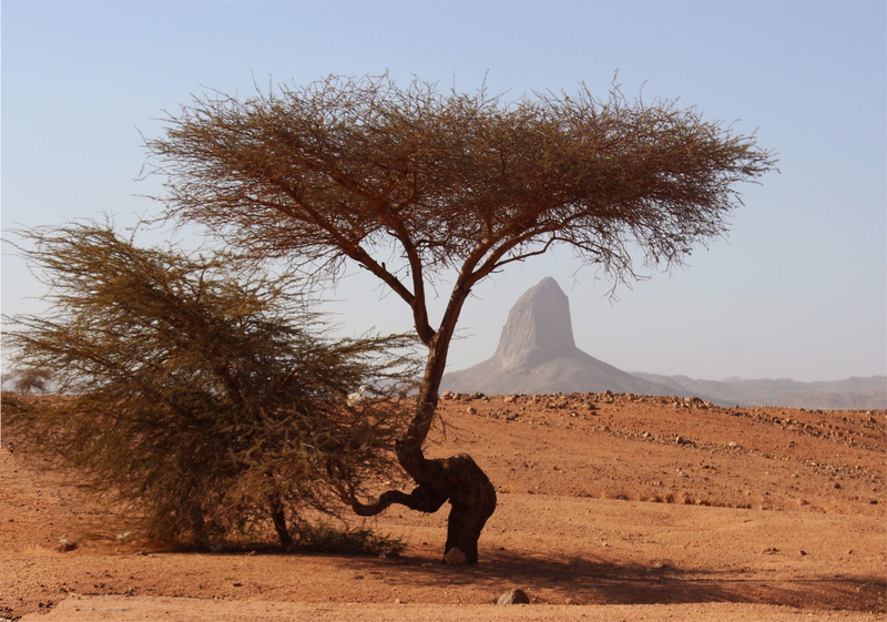 Tassili NAjjer, Mountain, Africa, Tree, Algeria, Hoggar Mountains, Earth, Sahara, 1080P, Desert