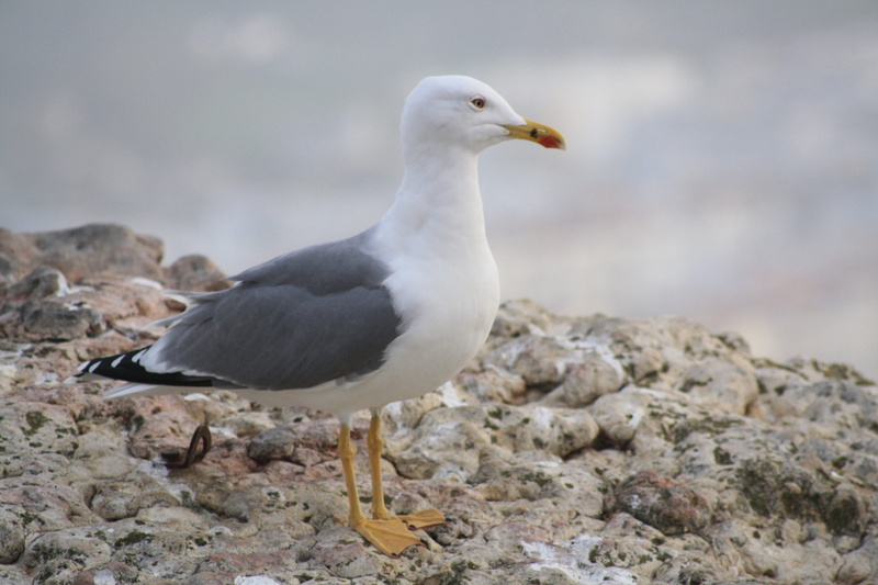 nazaré, side view, rock, contemplation, looking, sea, animal wildlife, vertebrate, outdoors, gull, perching, no people, animal, water, bird, animals in the wild