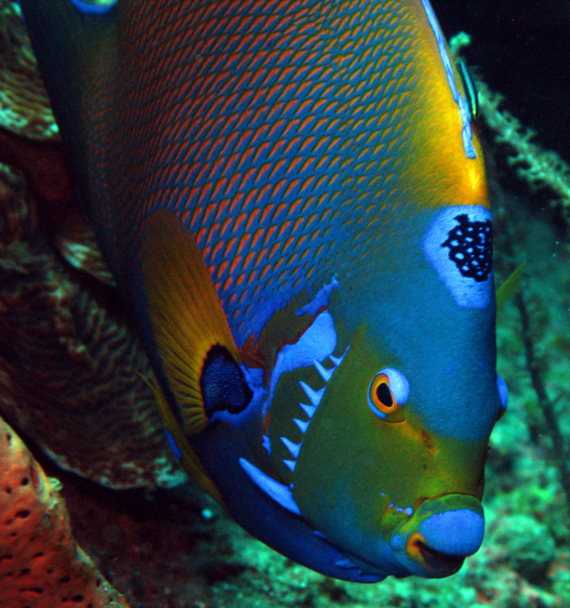 animal, swimming, rock beauty, underwater, animal eye, undersea, 2K, one animal, sea, sea life, bonaire, marine, marine reef fish, vertebrate, reef fish