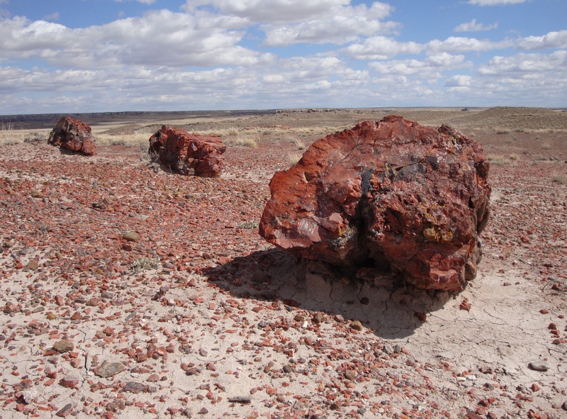 non-urban scene, environment, no people, landscape, outdoors, fossils, climate, 2K, araucarioxylon arizonicum, beauty in nature, america, national park