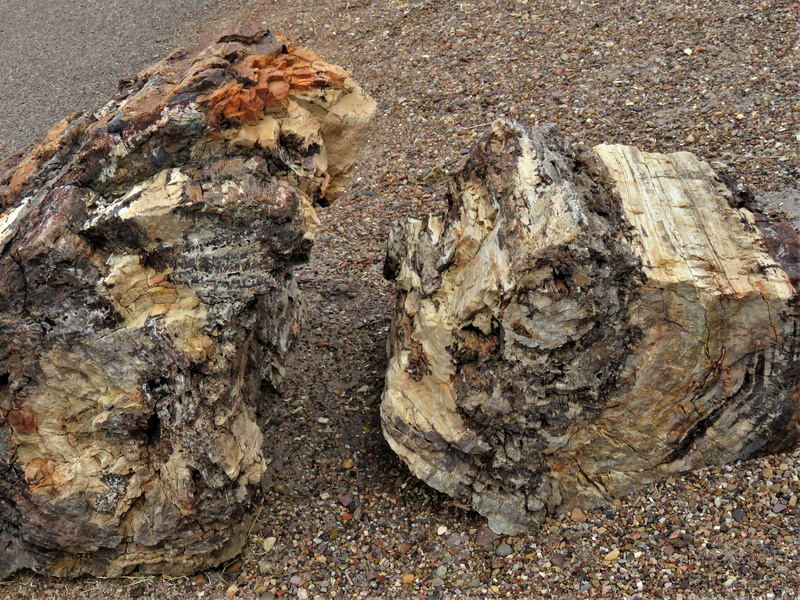 tree trunk, no people, nature, high angle view, trees, trunk, wood, rough, timber, 4K, textured, petrified forest, wood - material, stone, close-up, day