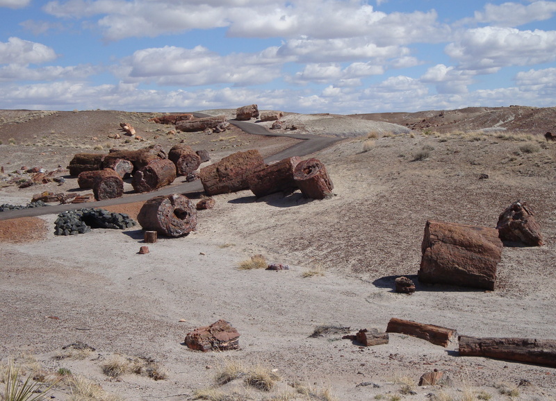 tranquility, petrified wood, forest, desert, non-urban scene, land, scenics - nature, Petrified Forest National Park, solid, petrified, landscape, climate
