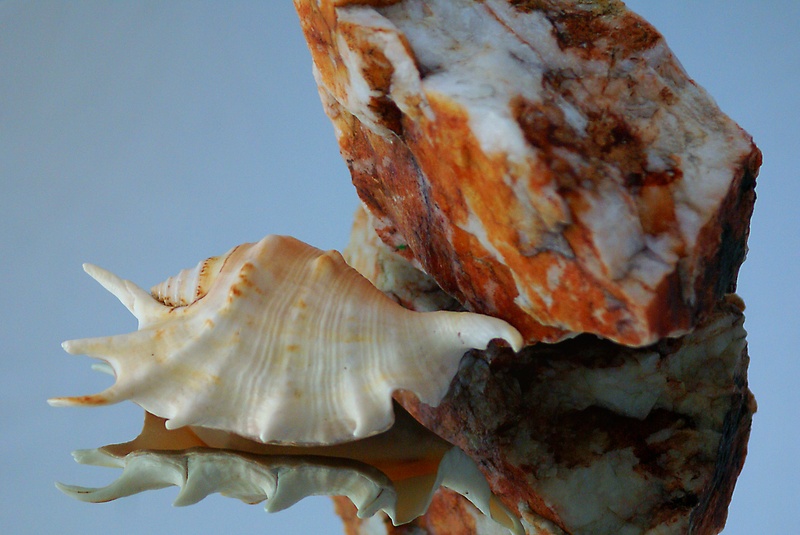 illusion, calcite, infiltrates, food and drink, single object, shades of, clear shell, ready-to-eat, vegetable, 2K, reflection, shell, limestone, ferruginous formations