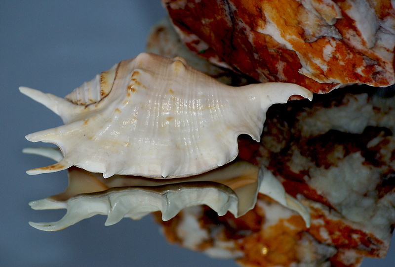 quartz, illusion, clear shell, spikes shells, indoors, vegetable, reflection, infiltrates, dairy product, iron ore, animal wildlife, minerals, wellbeing