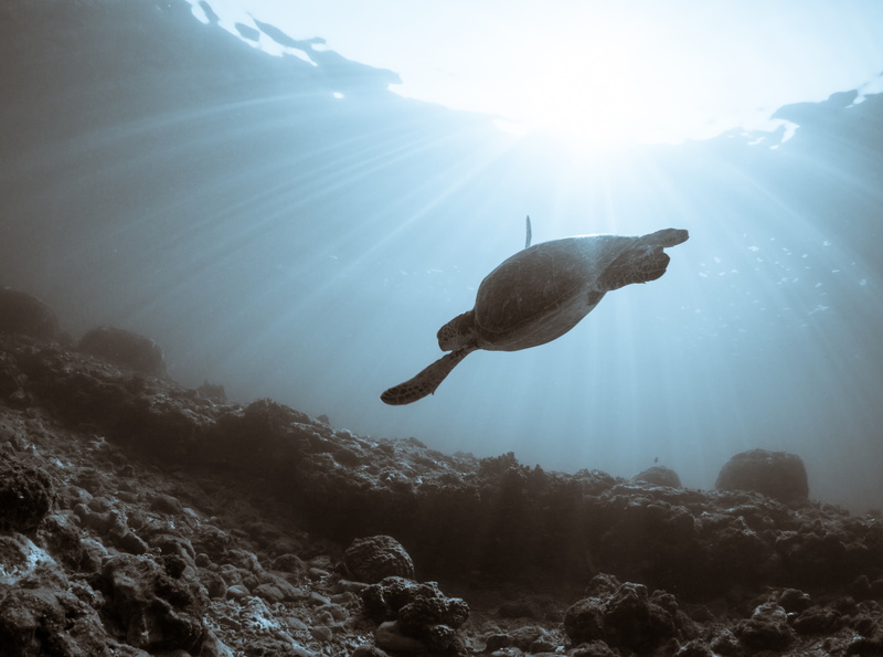 Waterscape, outdoors, animal wildlife, okinawa, 4K, sea life, Asia, one animal, sunbeam, unique, SeaTurtle, no people, Water, animal, sunlight, solid