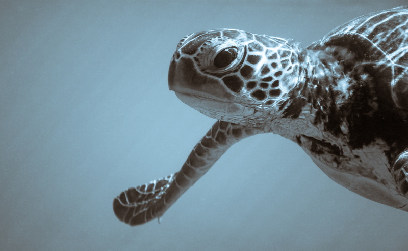 Underwater, swimming, Japan, animal themes, animals in the wild, unique, animal, okinawa, 4K, animal wildlife, places, reptile, SeaTurtle, Pacific, sea