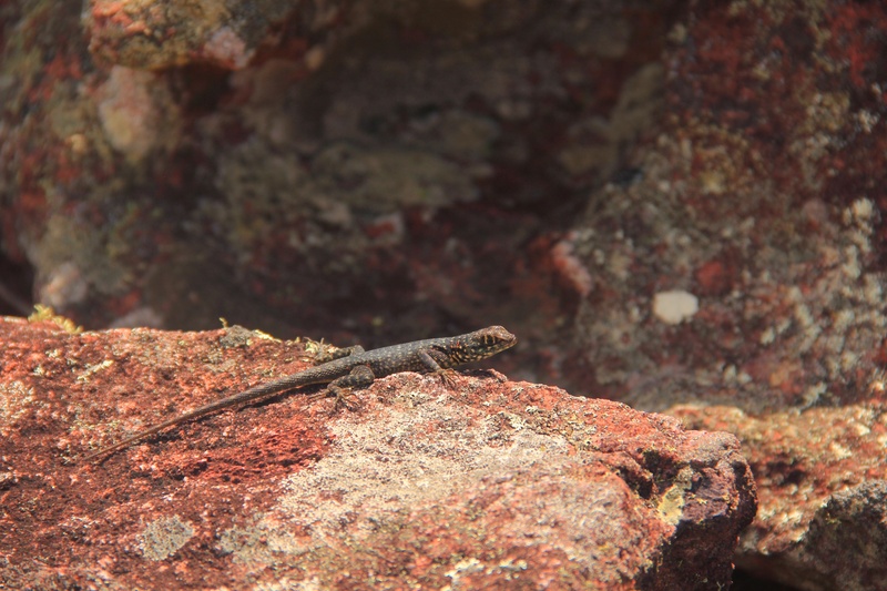 bahia, solid, 2K, animal wildlife, brazil, piata, textured, calango, one animal, chapada diamantina, animal, rock - object, close-up, insect, vertebrate