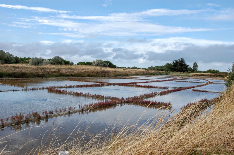 tranquil scene, land, grass, water, no people, oléron, tranquility, scenics - nature, salt flat, environment, non-urban scene, day, plant, marsh, landscape