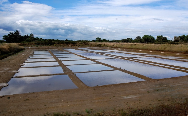 environment, mineral, land, wet, saline, lagoon, island of oleron, farm, water, cloud - sky, plant, nature, france, tree, field, food and drink, salt basin