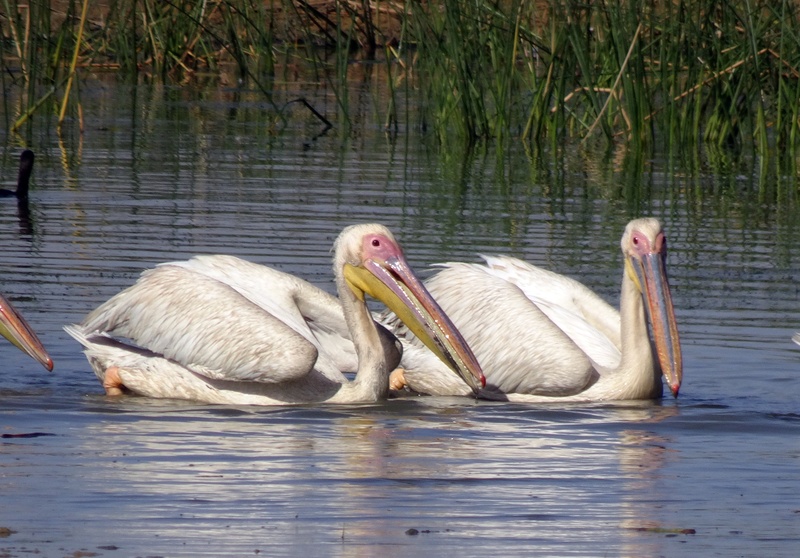 animal, waterfront, day, 2K, animal family, two animals, animal wildlife, water, pelican, no people, wildlife, kachchh, animal themes, group of animals