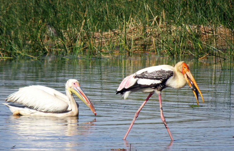 painted stork, kachchh, stork, animal, biodiversity, group of animals, nature, water bird, fish, day, 4K, lake, reflection, outdoors, pelican, india, no people