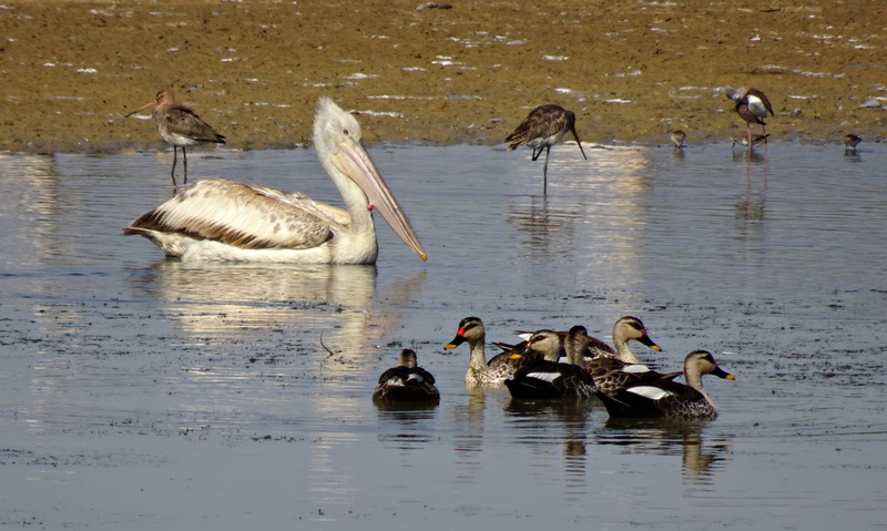 ornithology, animal family, medium group of animals, duck, flock of birds, kachchh, animal themes, animal wildlife, pelican, group of animals, swimming