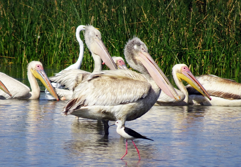two animals, group of animals, waterfront, kachchh, bird, zoology, fledgling, animal themes, pelican, lake, water, india, animals in the wild, vertebrate